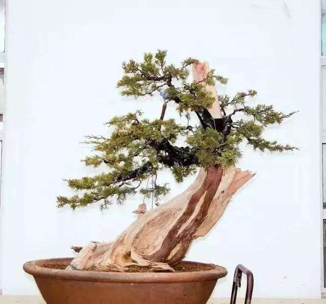 图解 柏树盆景怎么制作的方法