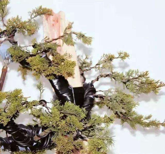 图解 柏树盆景怎么制作的方法