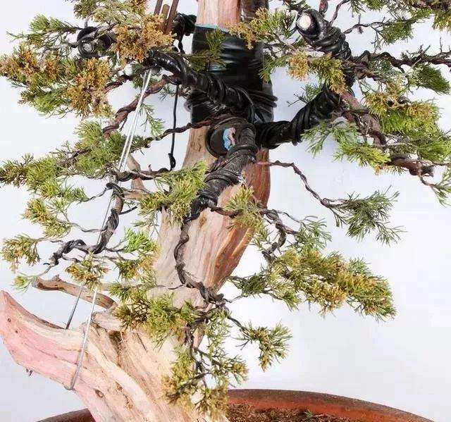 图解 柏树盆景怎么制作的方法