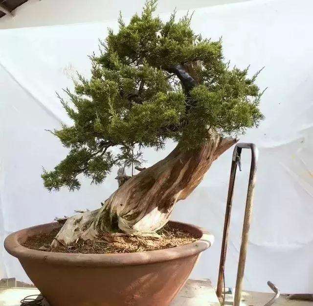 图解 柏树盆景怎么制作的方法