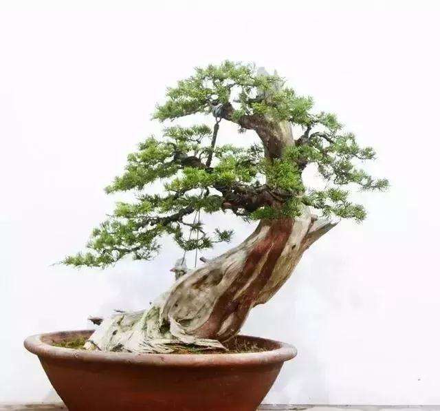图解 柏树盆景怎么制作的方法