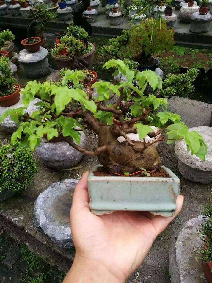 盆景怎么修剪的4个注意事项