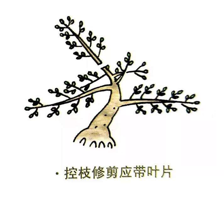 盆景怎么修剪的4个注意事项