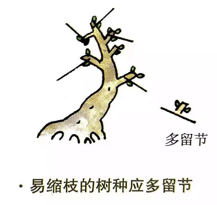 盆景怎么修剪的4个注意事项