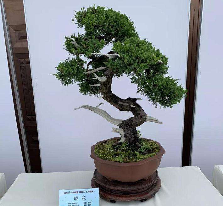 港沿镇开展黄杨盆景造型与展示活动