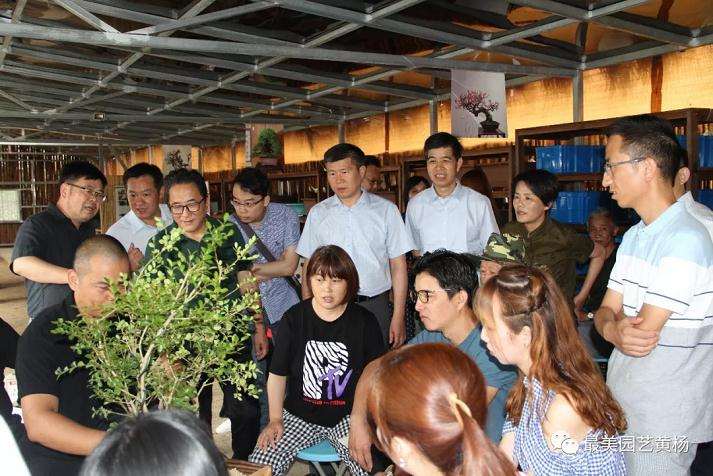 港沿镇开展黄杨盆景造型与展示活动