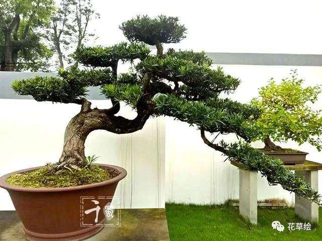 昂贵的罗汉松盆景是怎么制作的