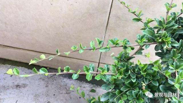 图解 茶花盆景怎么修剪的方法 9幅