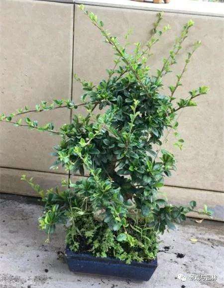 图解 茶花盆景怎么修剪的方法 9幅