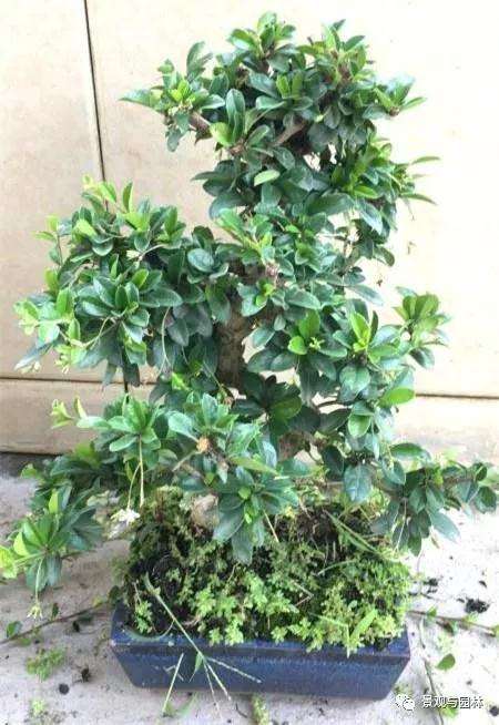 图解 茶花盆景怎么修剪的方法 9幅