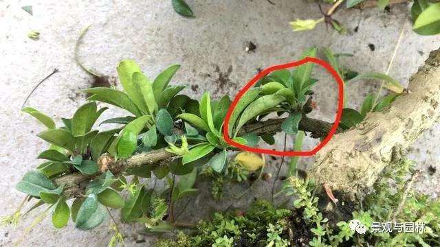 图解 茶花盆景怎么修剪的方法 9幅