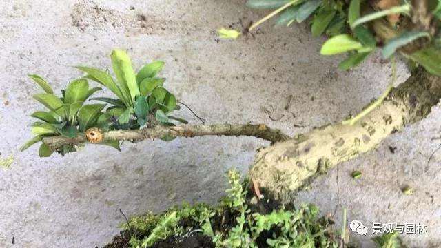 图解 茶花盆景怎么修剪的方法 9幅