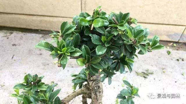 图解 茶花盆景怎么修剪的方法 9幅