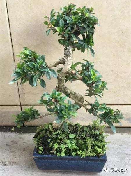 图解 茶花盆景怎么修剪的方法 9幅