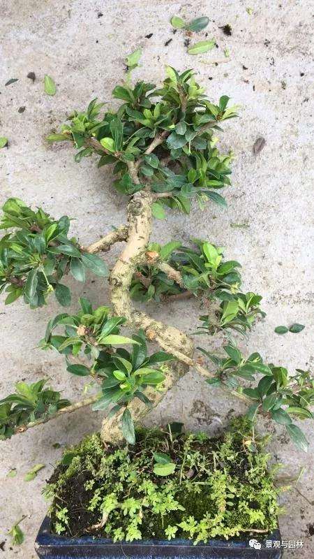 图解 茶花盆景怎么修剪的方法 9幅