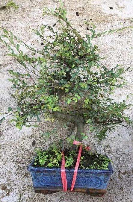 榆树盆景怎么修剪萌芽的方法