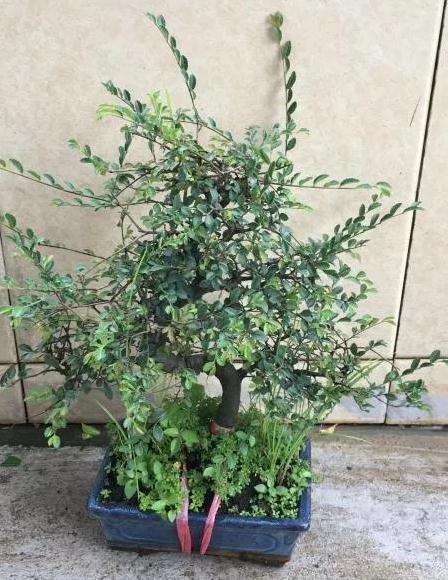 榆树盆景怎么修剪萌芽的方法