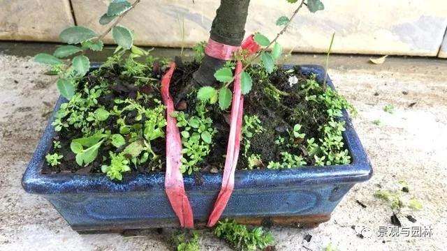 榆树盆景怎么修剪萌芽的方法