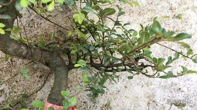 榆树盆景怎么修剪萌芽的方法