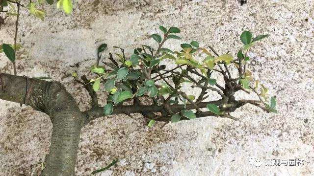 榆树盆景怎么修剪萌芽的方法