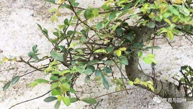 榆树盆景怎么修剪萌芽的方法