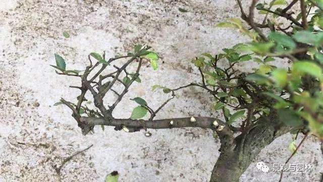 榆树盆景怎么修剪萌芽的方法