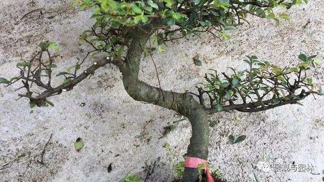 榆树盆景怎么修剪萌芽的方法