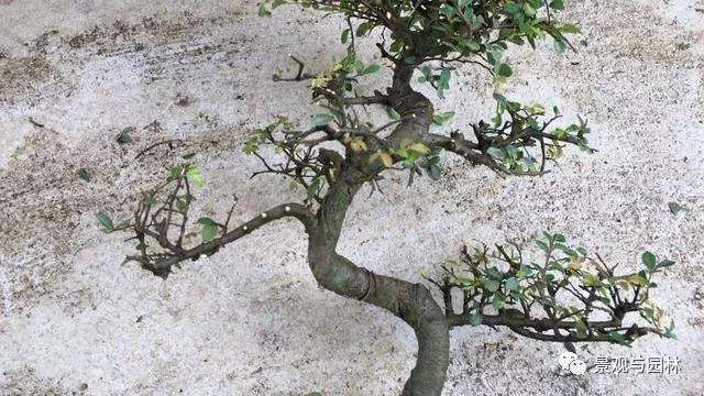 榆树盆景怎么修剪萌芽的方法