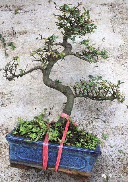 榆树盆景怎么修剪萌芽的方法