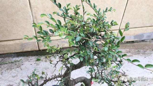 榆树盆景怎么修剪萌芽的方法