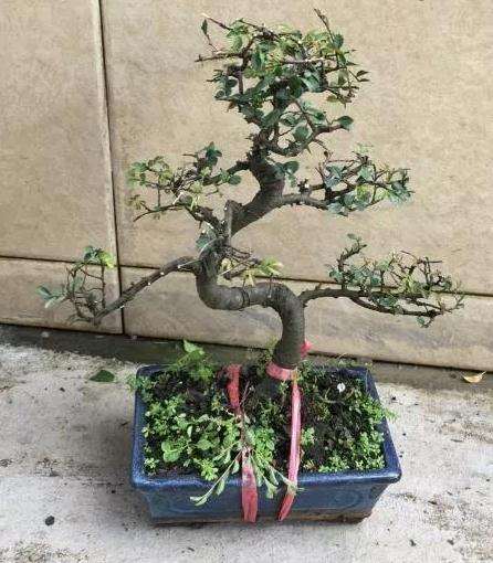 榆树盆景怎么修剪萌芽的方法