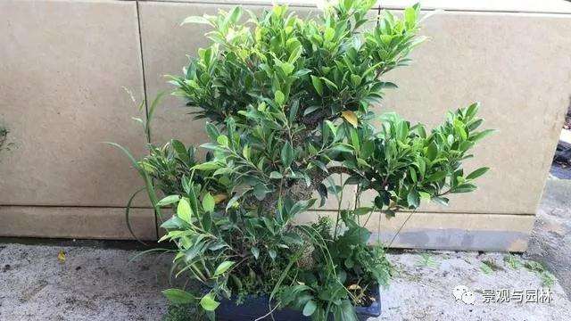 图解 榕树盆景怎么修剪叶子的方法