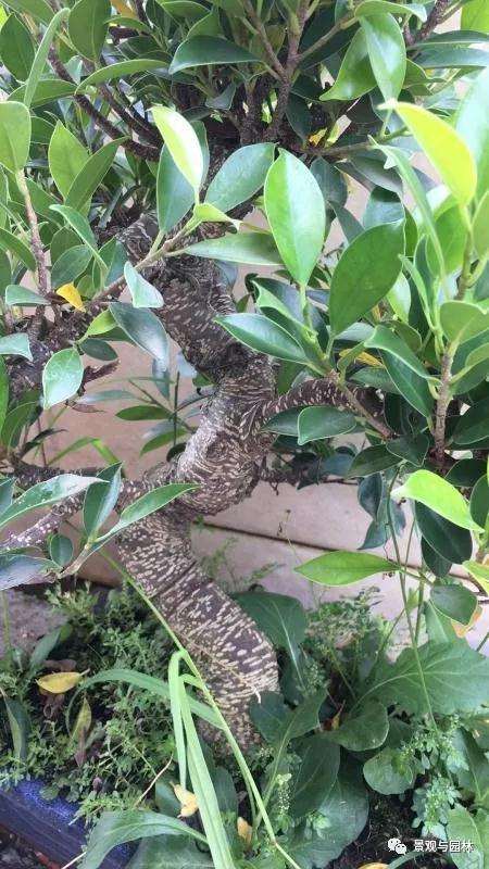 图解 榕树盆景怎么修剪叶子的方法