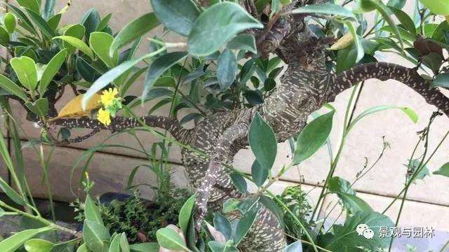 图解 榕树盆景怎么修剪叶子的方法