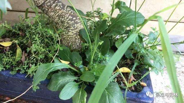 图解 榕树盆景怎么修剪叶子的方法