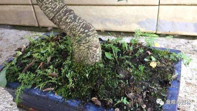 图解 榕树盆景怎么修剪叶子的方法