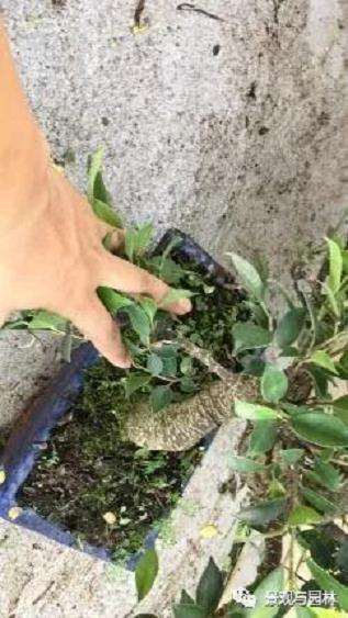 图解 榕树盆景怎么修剪叶子的方法