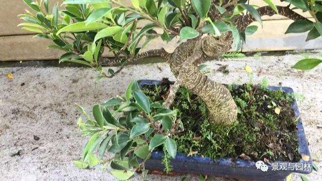 图解 榕树盆景怎么修剪叶子的方法