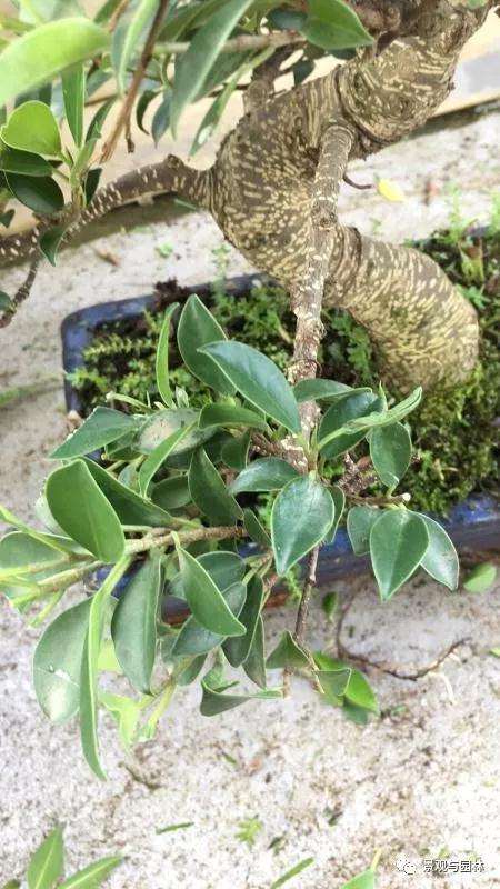 图解 榕树盆景怎么修剪叶子的方法