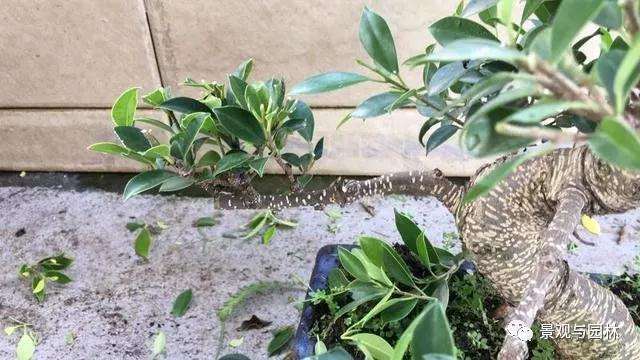 图解 榕树盆景怎么修剪叶子的方法