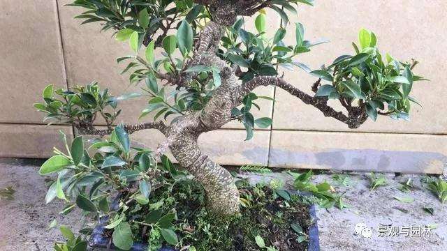 图解 榕树盆景怎么修剪叶子的方法