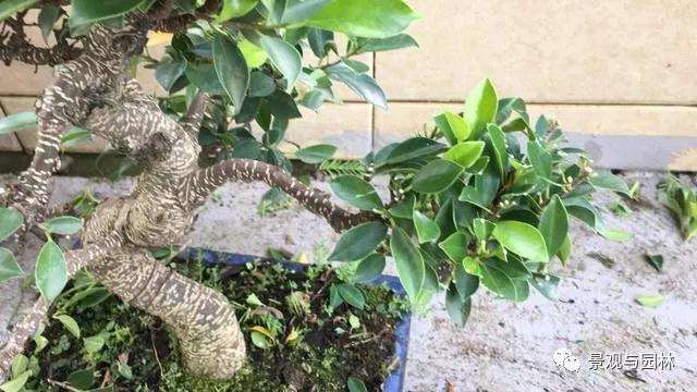 图解 榕树盆景怎么修剪叶子的方法