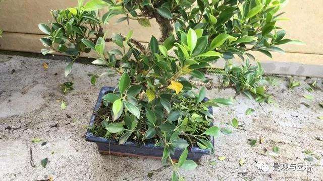 图解 榕树盆景怎么修剪叶子的方法