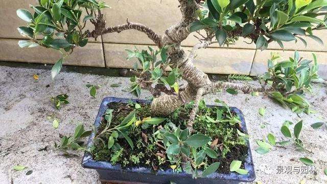 图解 榕树盆景怎么修剪叶子的方法