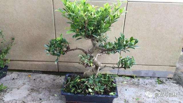 图解 榕树盆景怎么修剪叶子的方法