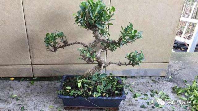 图解 榕树盆景怎么修剪叶子的方法