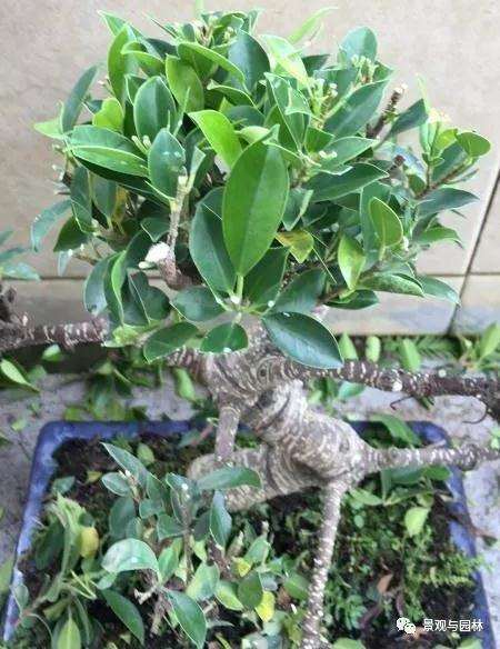 图解 榕树盆景怎么修剪叶子的方法