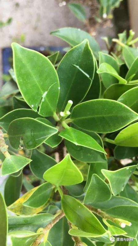 图解 榕树盆景怎么修剪叶子的方法