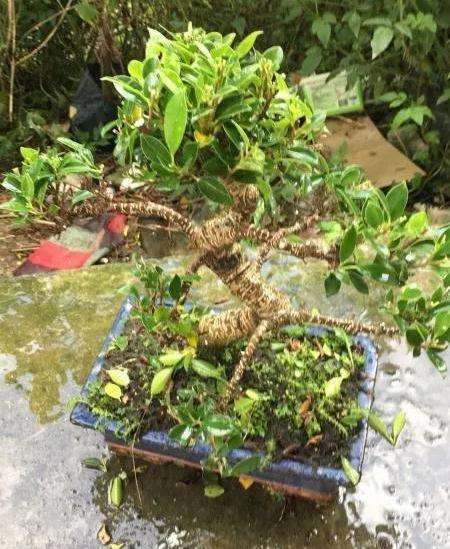 图解 榕树盆景怎么修剪叶子的方法