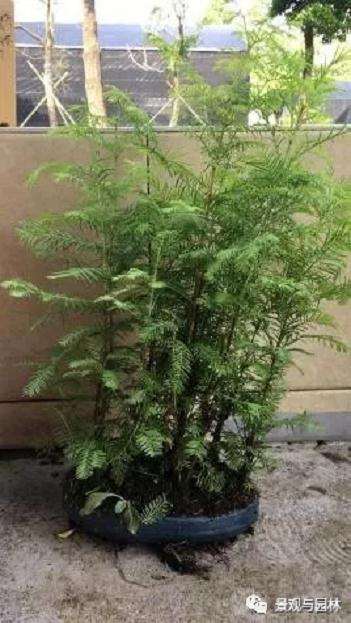 图解 水杉盆景怎么定期修剪的方法